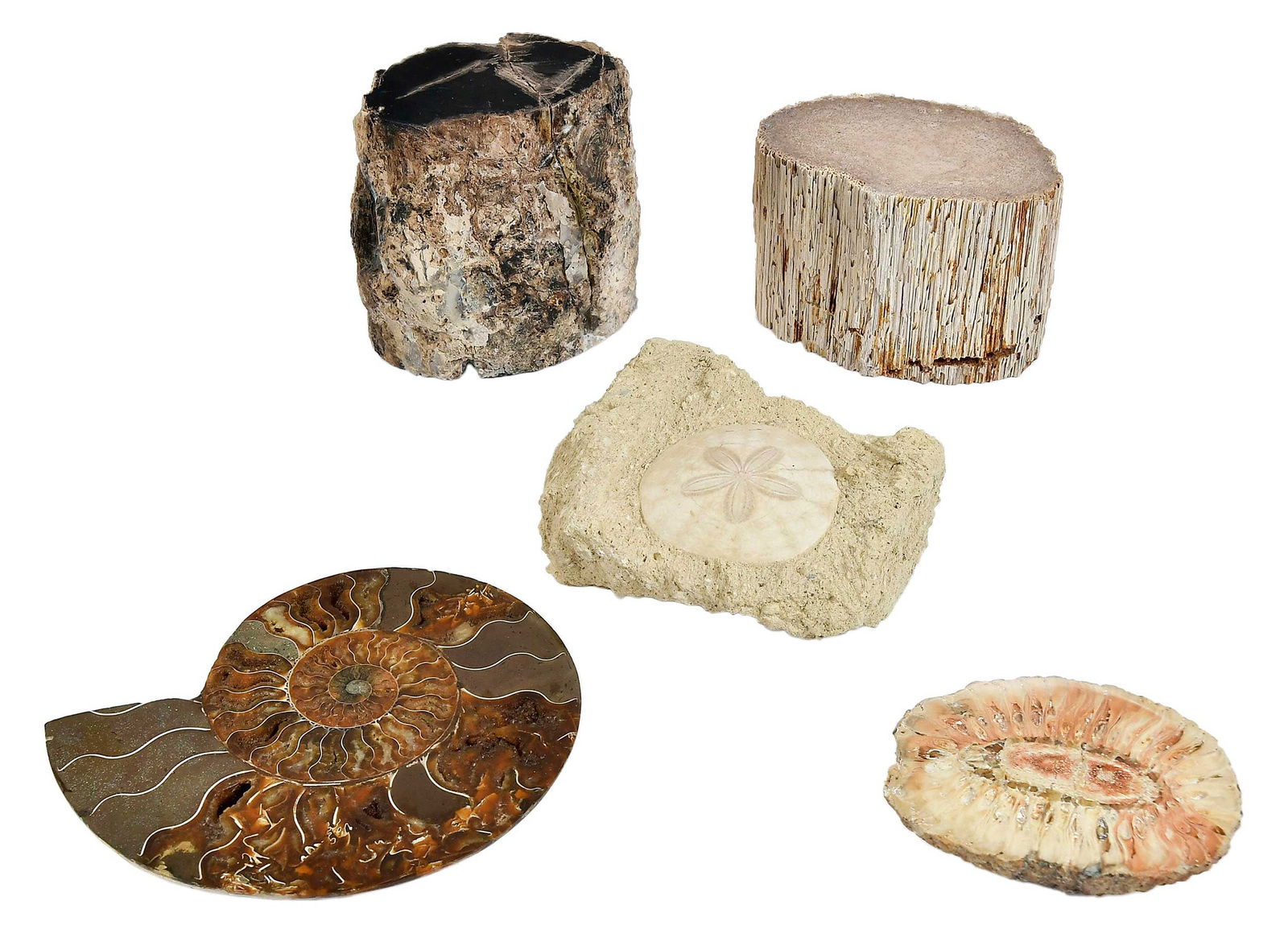 Assorted Fossil Collection (1 of 17)