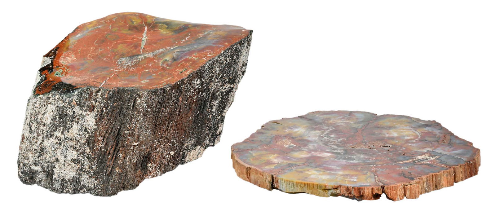 Two Petrified Wood Specimens (1 of 10)