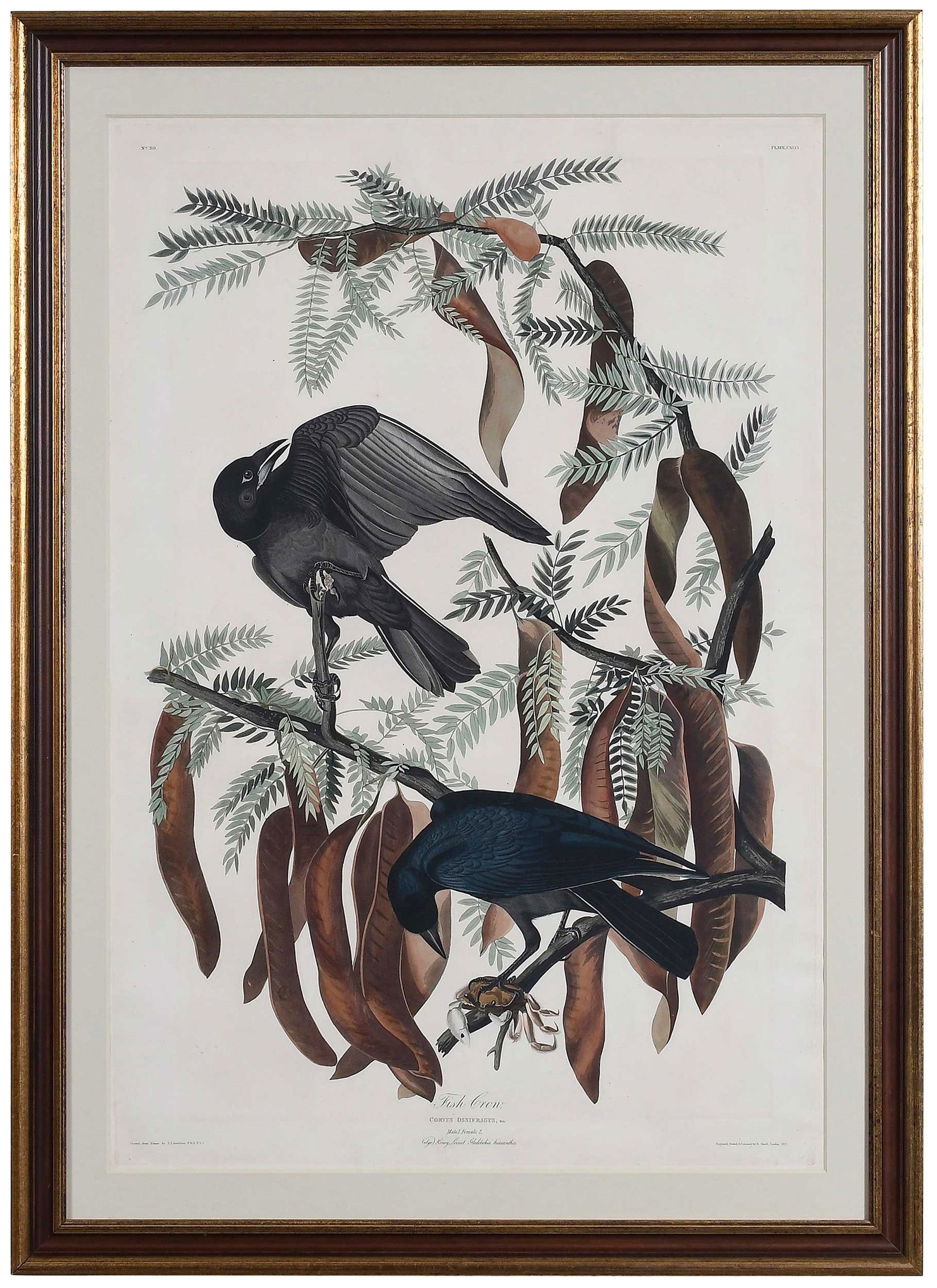 John James Audubon, Fish Crow (1 of 9)