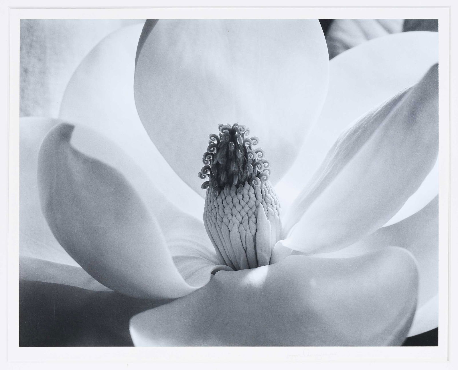 Imogen Cunningham: (American, 1883-1976) Magnolia Blossoms, 1925, printed later, signed and dated in pencil mount lower right "Imogen Cunningham 1925", Imogen Cunningham Trust label mat verso, gelatin silver print, imag