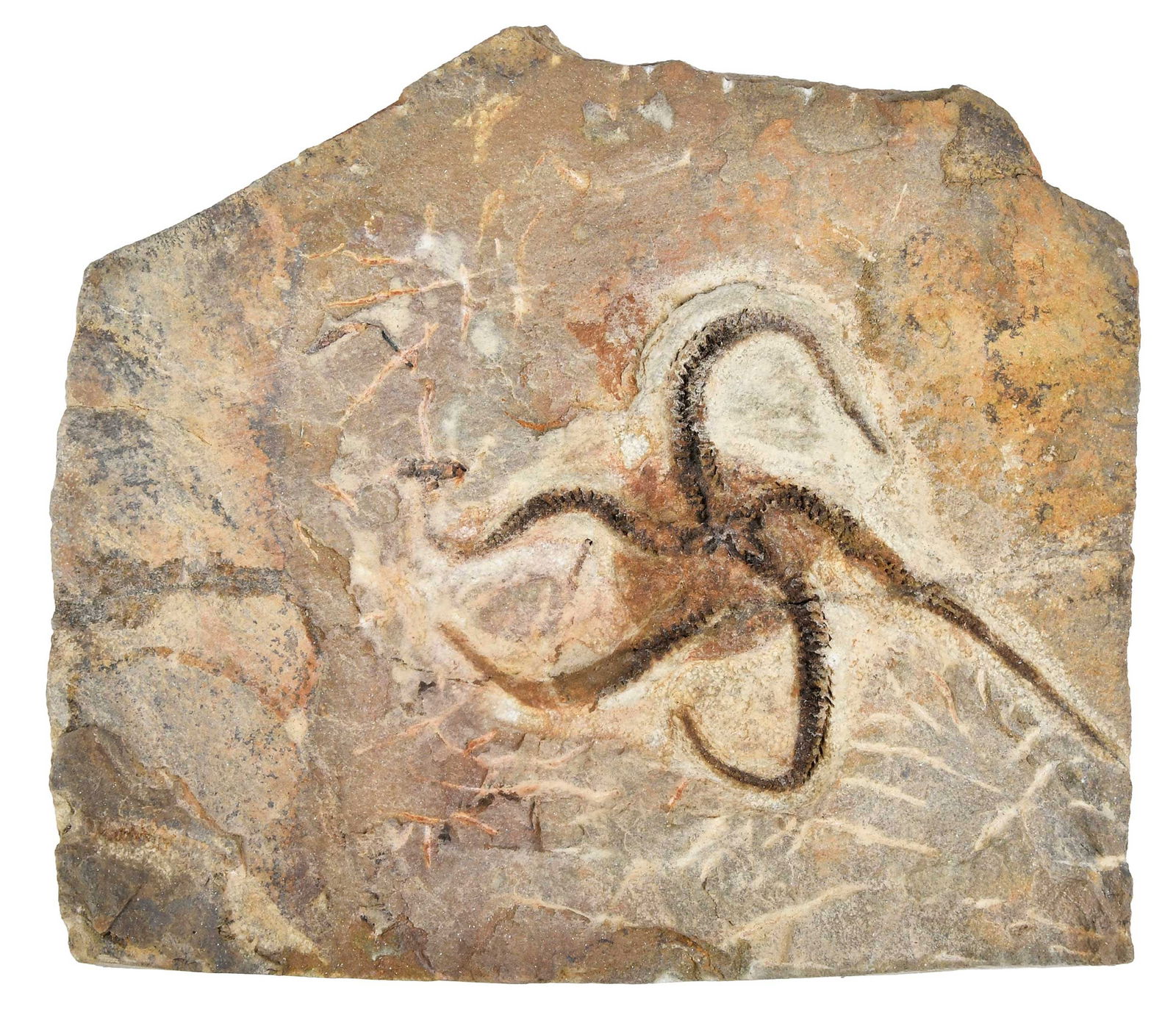 Fossil Brittle Star (1 of 5)