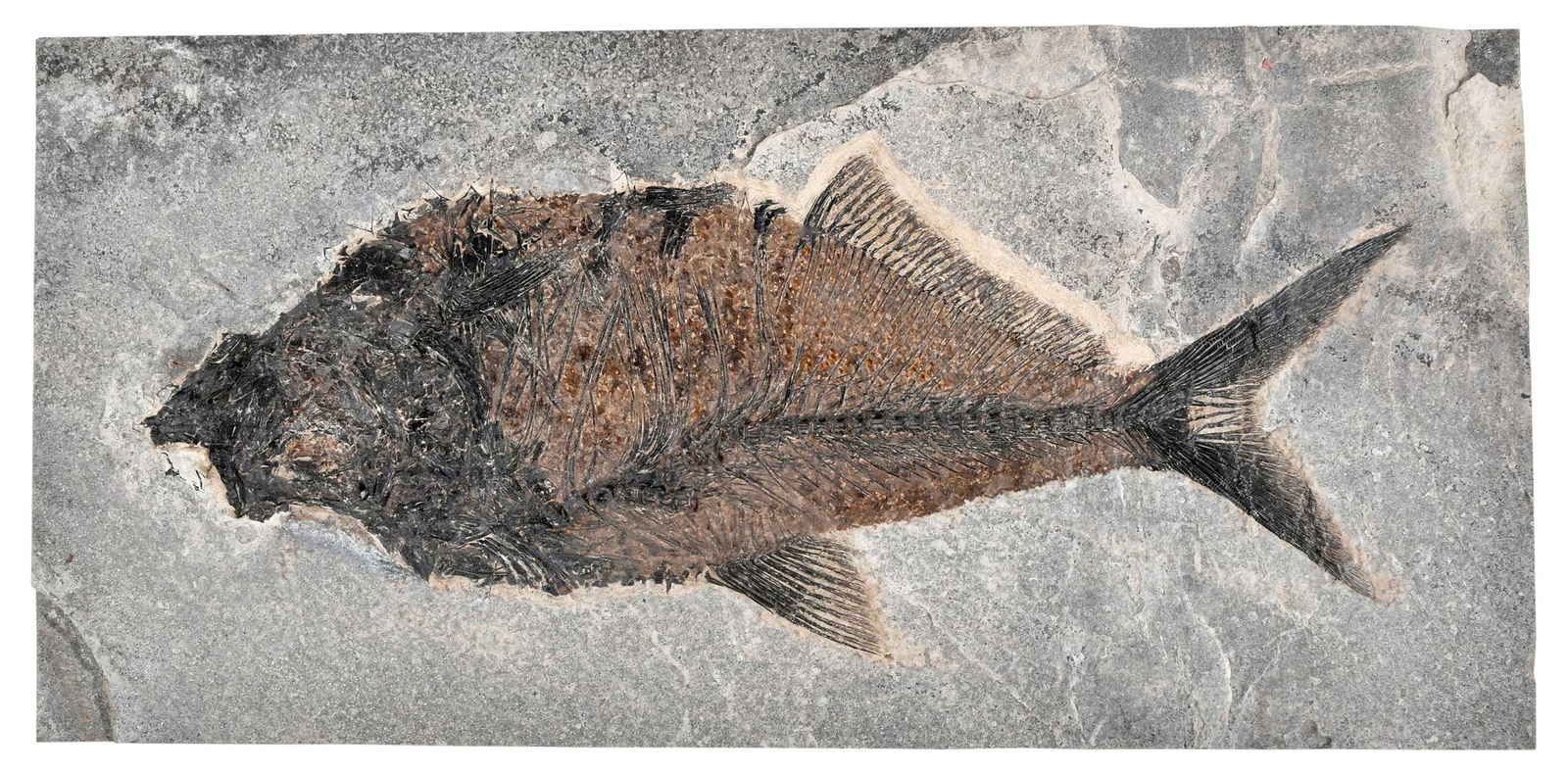 Fossilized Diplomystus Fish Fossil (1 of 6)
