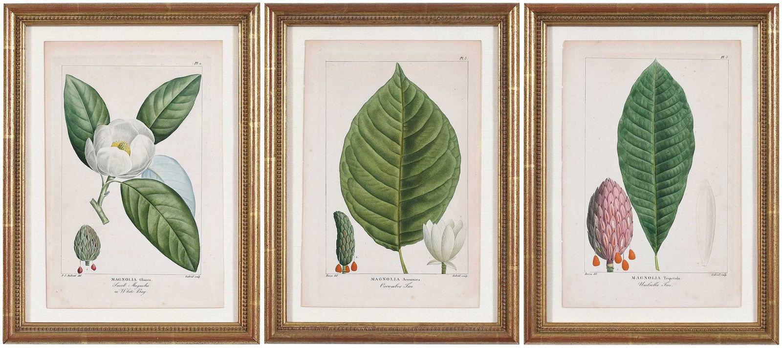 Pierre Joseph Redoute and Pancrace Bessa (1 of 10)