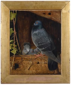 William James Webbe, Pigeon and Nestlings
