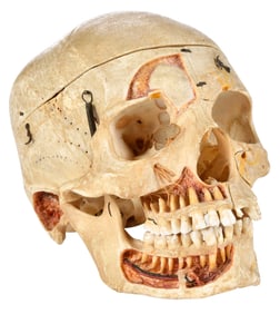 Articulated Medical Teaching Human Skull