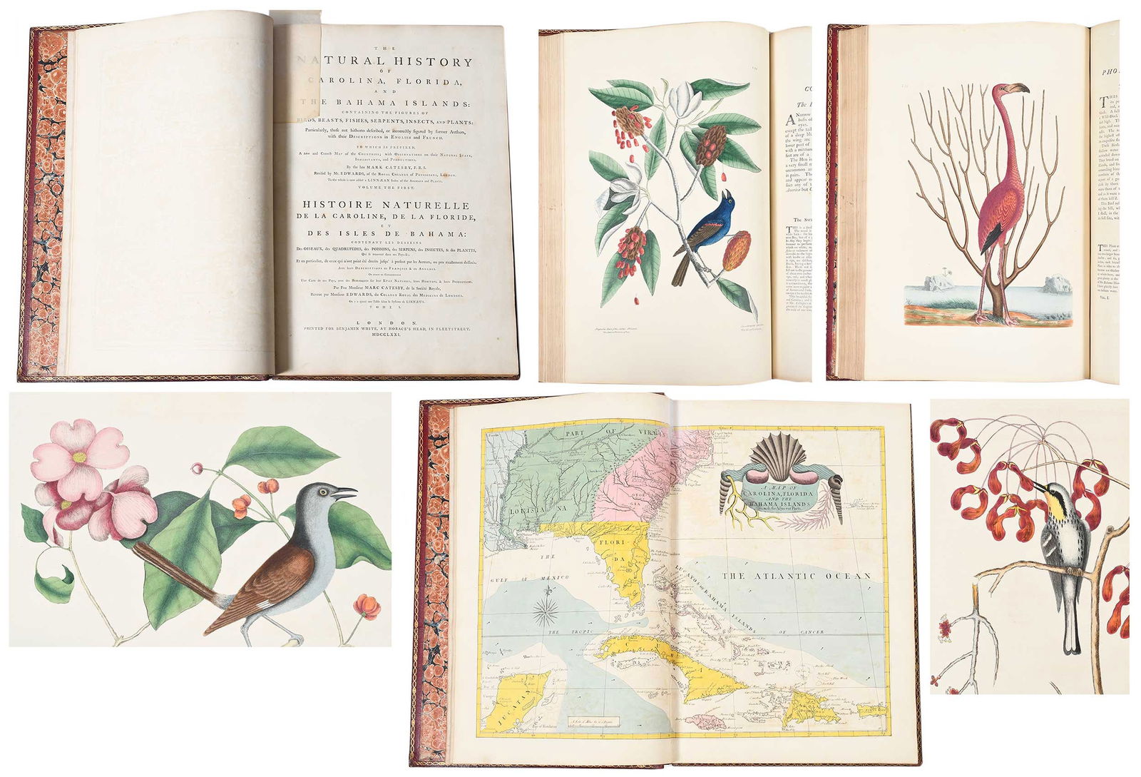 Mark Catesby, Natural History of Carolina, Florida, and the Bahamas, 1771, Volume I: The Natural History of Carolina, Florida, and the Bahama Islands: containing the figures of Birds, Beasts, Fishes, Serpents, Insects, and Plants by Mark Catesby, London: Printed for Benjamin