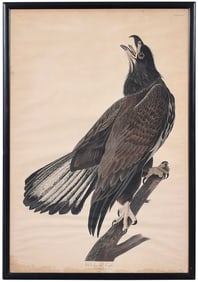 John James Audubon, White-Headed Eagle