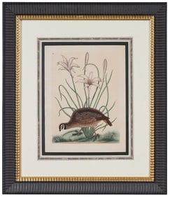 After Mark Catesby, Northern Bobwhite