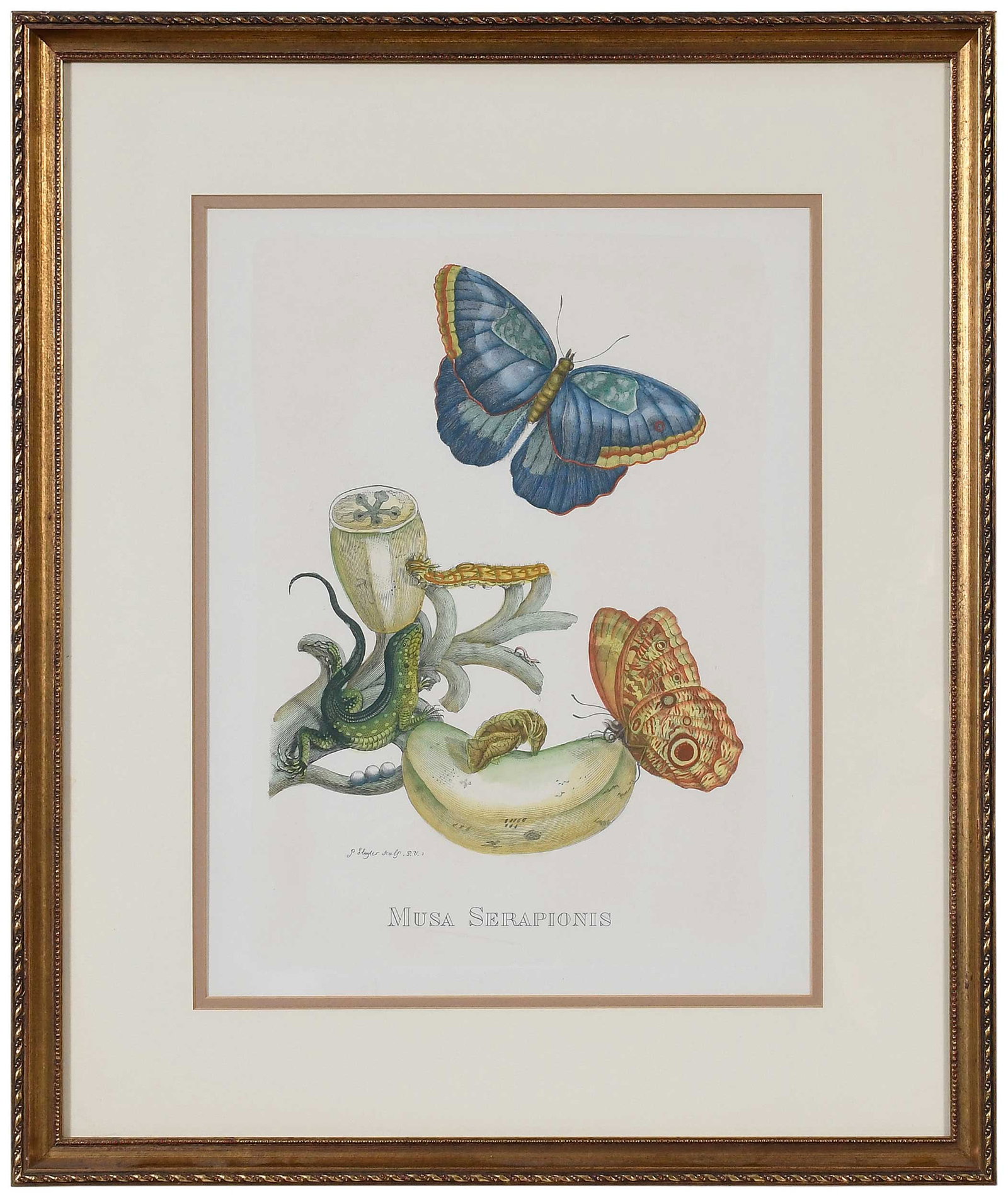 Print After Maria Sibylla Merian: (German, 1647-1717) Musa Serapionis (Bananas and Blue Lizard), from a later 20th century edition of Metamorphosis Insectorum Surinamensium, illustration XXIII, Pieter Sluyter (Dutch, 1675-17