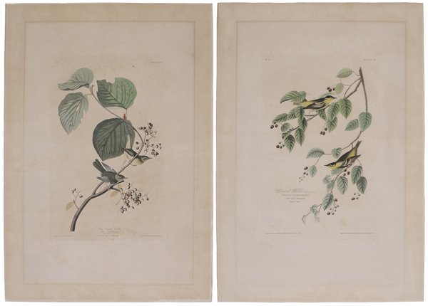 John James Audubon: (New York, 1785-1851) Two songbird prints from [The Birds of America,] Havell edition: "Pine Swamp Warbler", plate CXLVIII, 19-5/8 x 12-1/4 in. (plate), 31-7/8 x 22 in. (page); "Carbonated Warbler", p