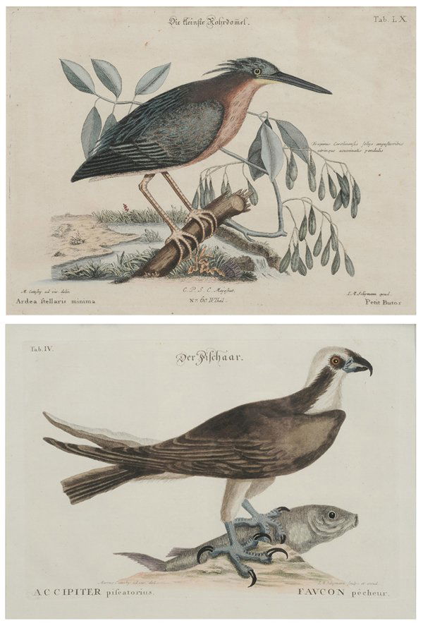 After Mark Catesby: (British, 1682-1749) Two hand-colored engravings: [Accipiter, piflatorius] and [Ardea Stelaris minima,] Seligmann edition, Nuremberg (1749-1770), on laid paper with J. Honig Zoonan watermark, [Accipit