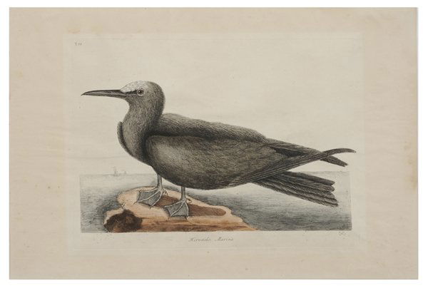 Mark Catesby: (British, 1682-1749) [Hirundo Marina] from [The Natural History of Carolina, Georgia, Florida and the Bahama Islands,] 1771 edition, signed lower right with monogram in plate, hand-colored engraving o