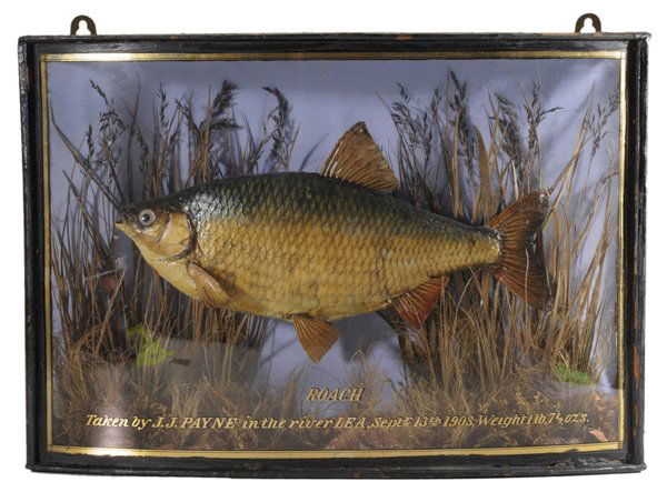 Case-Mounted Fish Diorama: British, circa 1903, the fully mounted Roach specimen mounted in wooden case depicting a realistically constructed underwater setting, "'Roach", taken by J.J. Payne in the River Lea, Sept 13th, 1903,