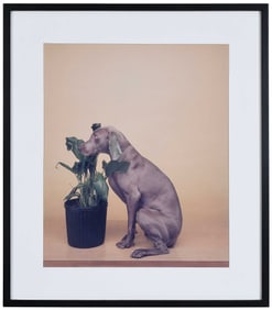 William Wegman