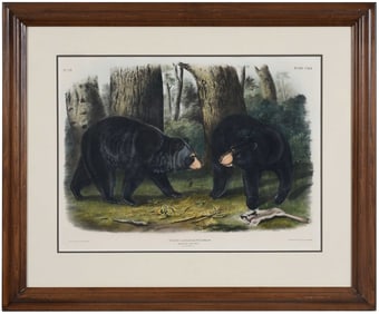 After John Woodhouse Audubon, American Black Bear