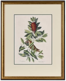 Mark Catesby, The Little Thrush