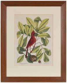 Mark Catesby, The Red Bird