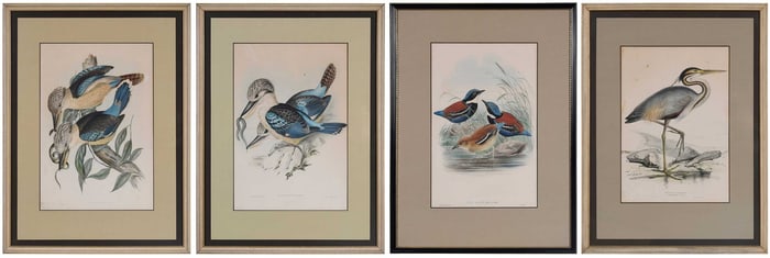 Four John Gould Ornithological Lithographs