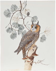 Robin Hill, Long-Eared Owl