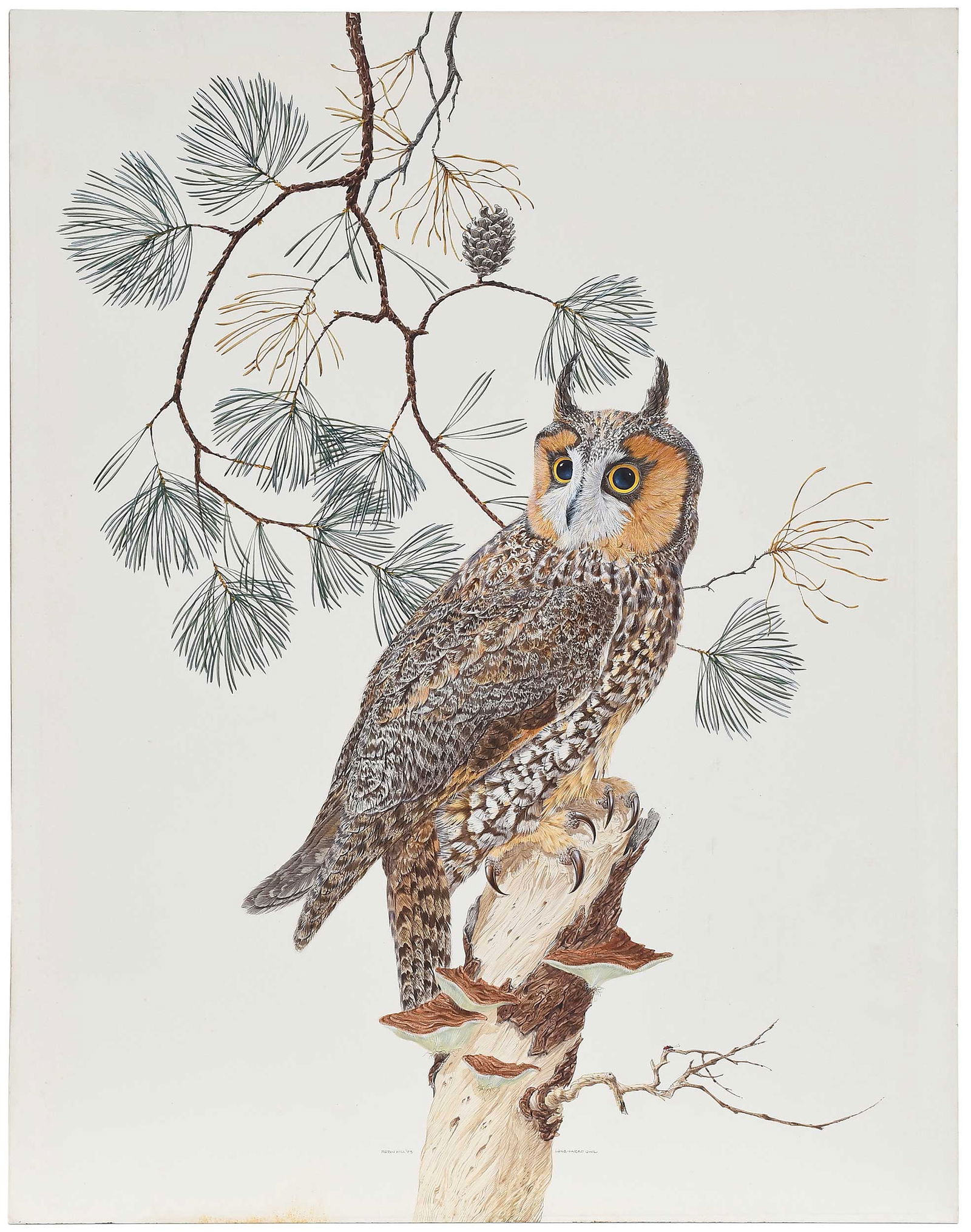 Robin Hill, Long-Eared Owl: (Australian/America/Britain, born 1932) original drawing for the large print portfolio titled "Birds", 1973, signed and dated lower center "Robin Hill '73, also titled low