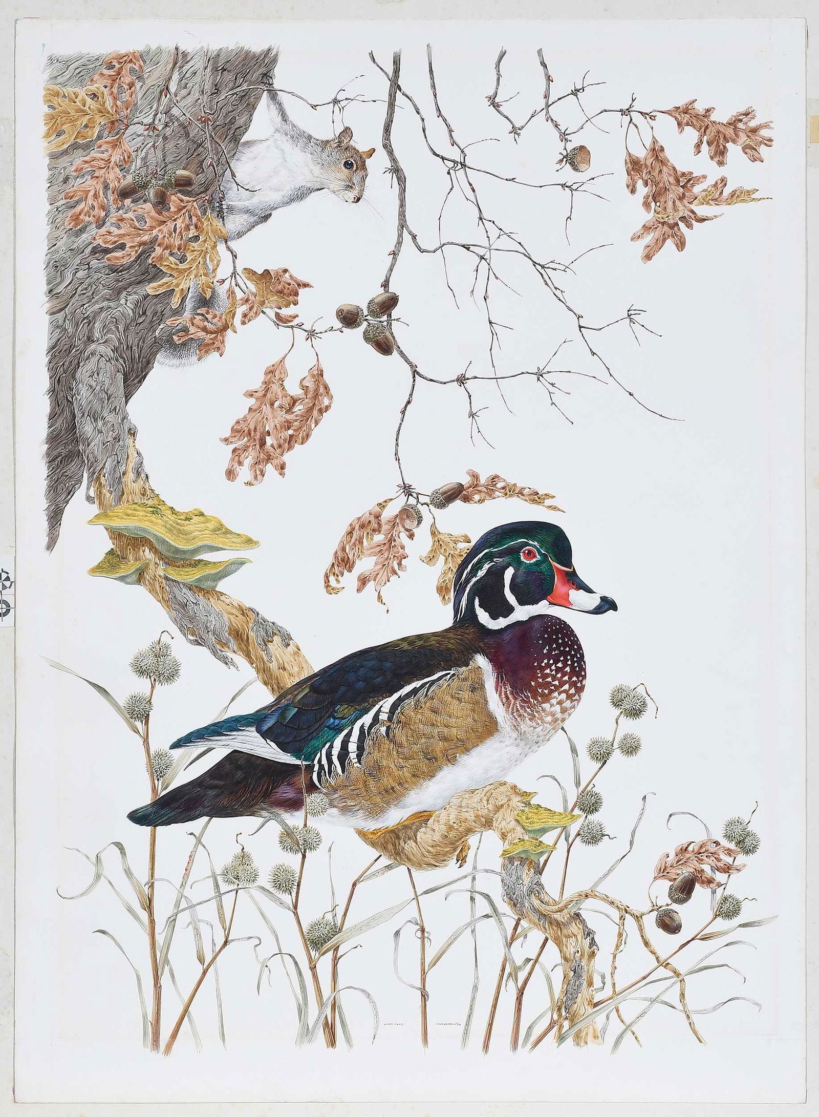 Robin Hill, Wood Duck: (Australian/America/Britain, born 1932) original drawing for the large print portfolio titled "Birds", 1974, signed and dated lower center "Robin Hill '74", also titl