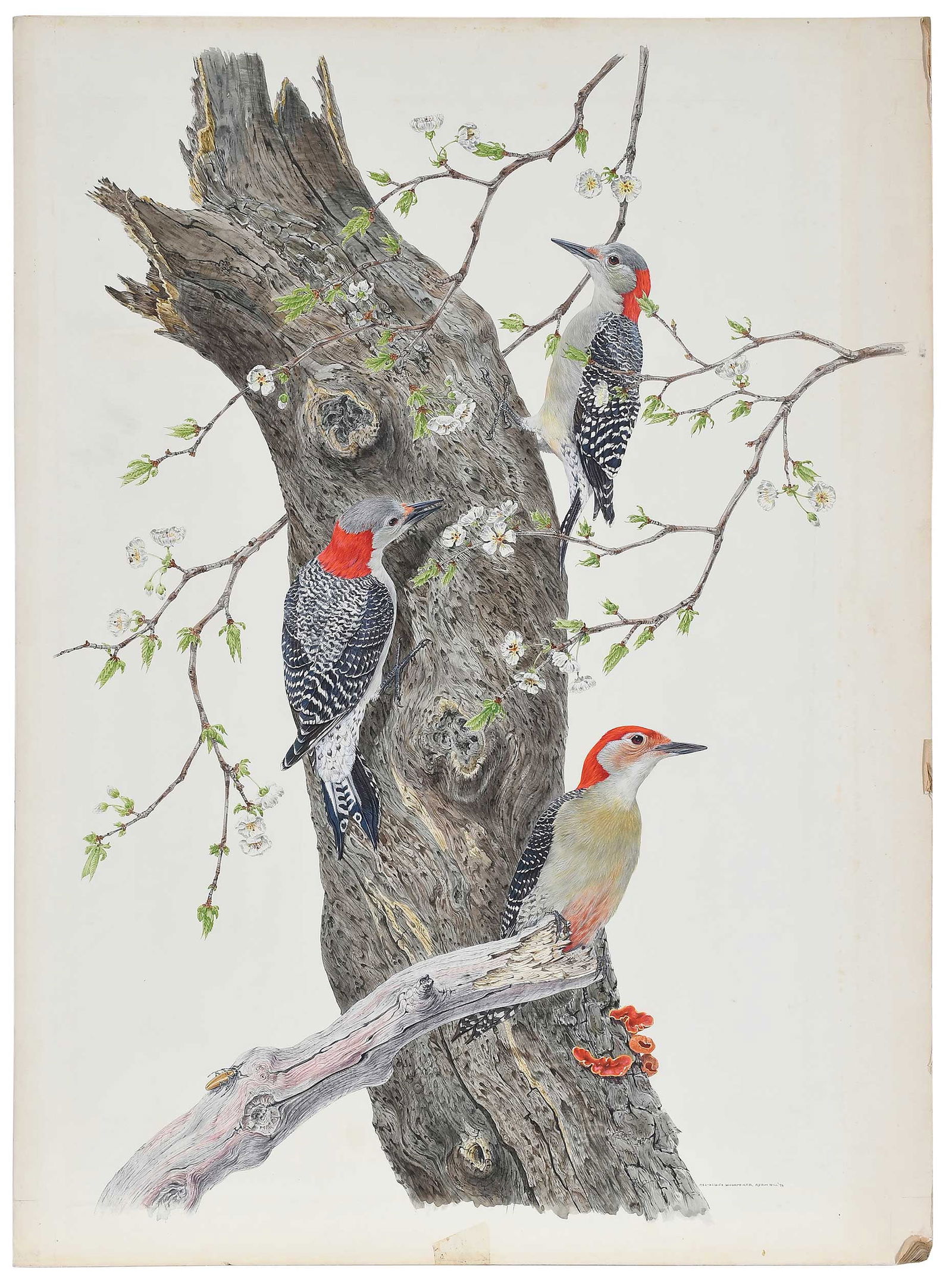Robin Hill, Red-Bellied Woodpecker: (Australian/America/Britain, born 1932) original drawing for the large print portfolio titled "Birds", 1974, signed, dated, and titled lower right "Red-Bellied Woodpecker, Robin H