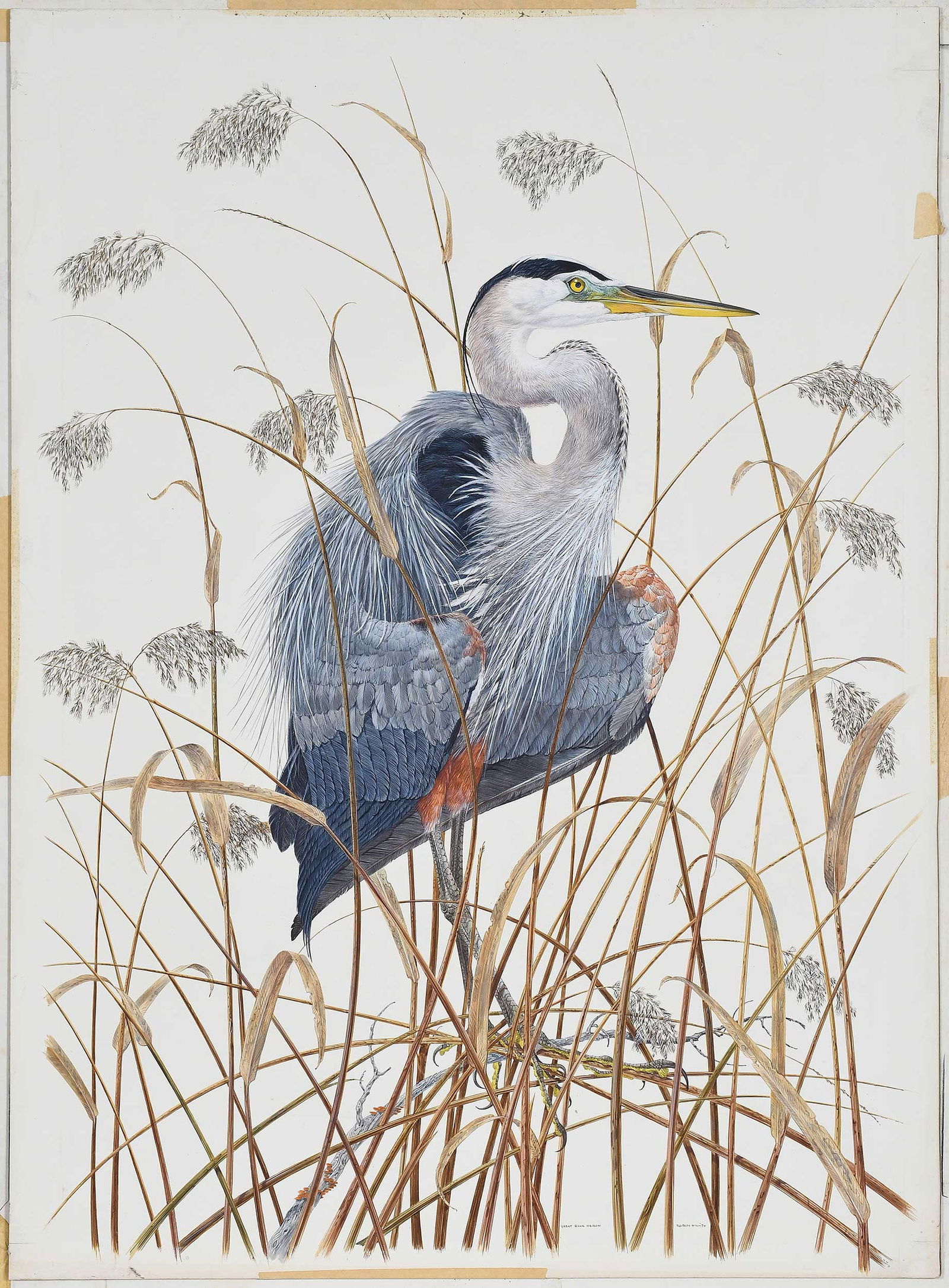 Robin Hill, Great Blue Heron: (Australian/America/Britain, born 1932) original drawing for the large print portfolio titled "Birds", 1974, signed and dated lower right "Robin Hill '74", also titled lo