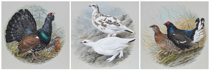 Basil Ede, Three Game Bird Illustrations