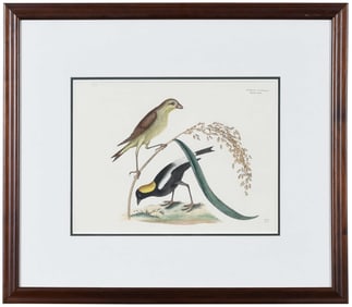 Mark Catesby, The Rice-bird