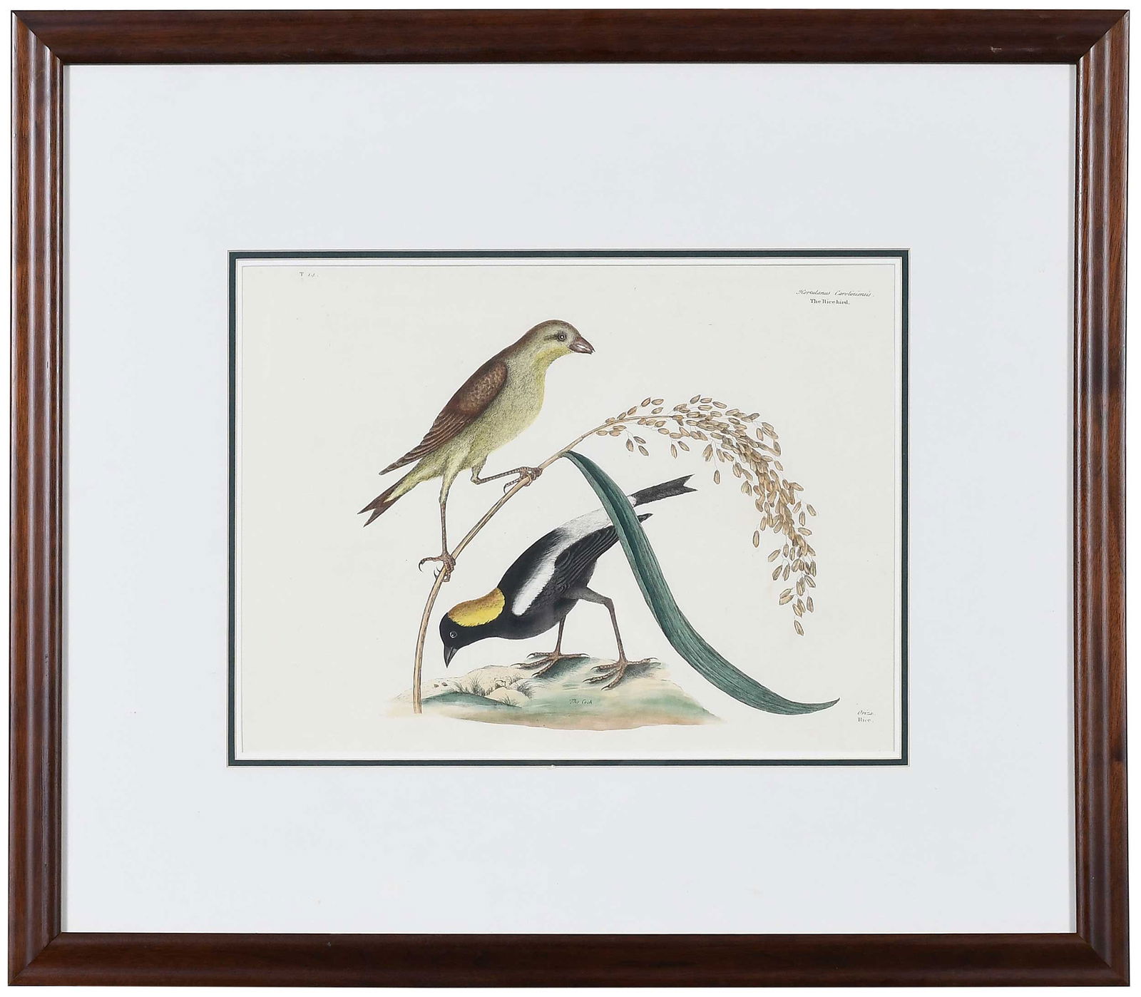 Mark Catesby, The Rice-bird: (British, 1679-1749) T. 14 from The Natural History of Carolina, Florida and The Bahama Islands, 19th century, hand colored engraving on wove paper, lacking watermark, plate 10-1/4 x 14 in., sheet 14-