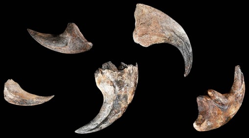 Five Assorted Theropod Claws