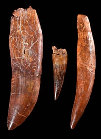 Three Therapod Teeth