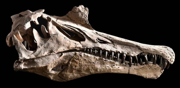 Spinosaurus Aegyptiacus Skull Primary Casting