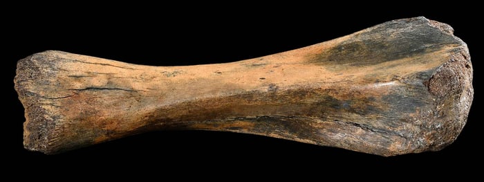 Woolly Mammoth Tibia Fossil