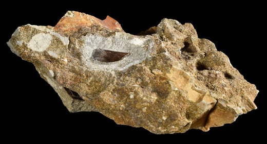 Theropod Fossil Tooth in Matrix