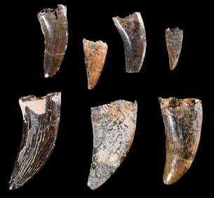 Seven Theropod Teeth, Wyoming