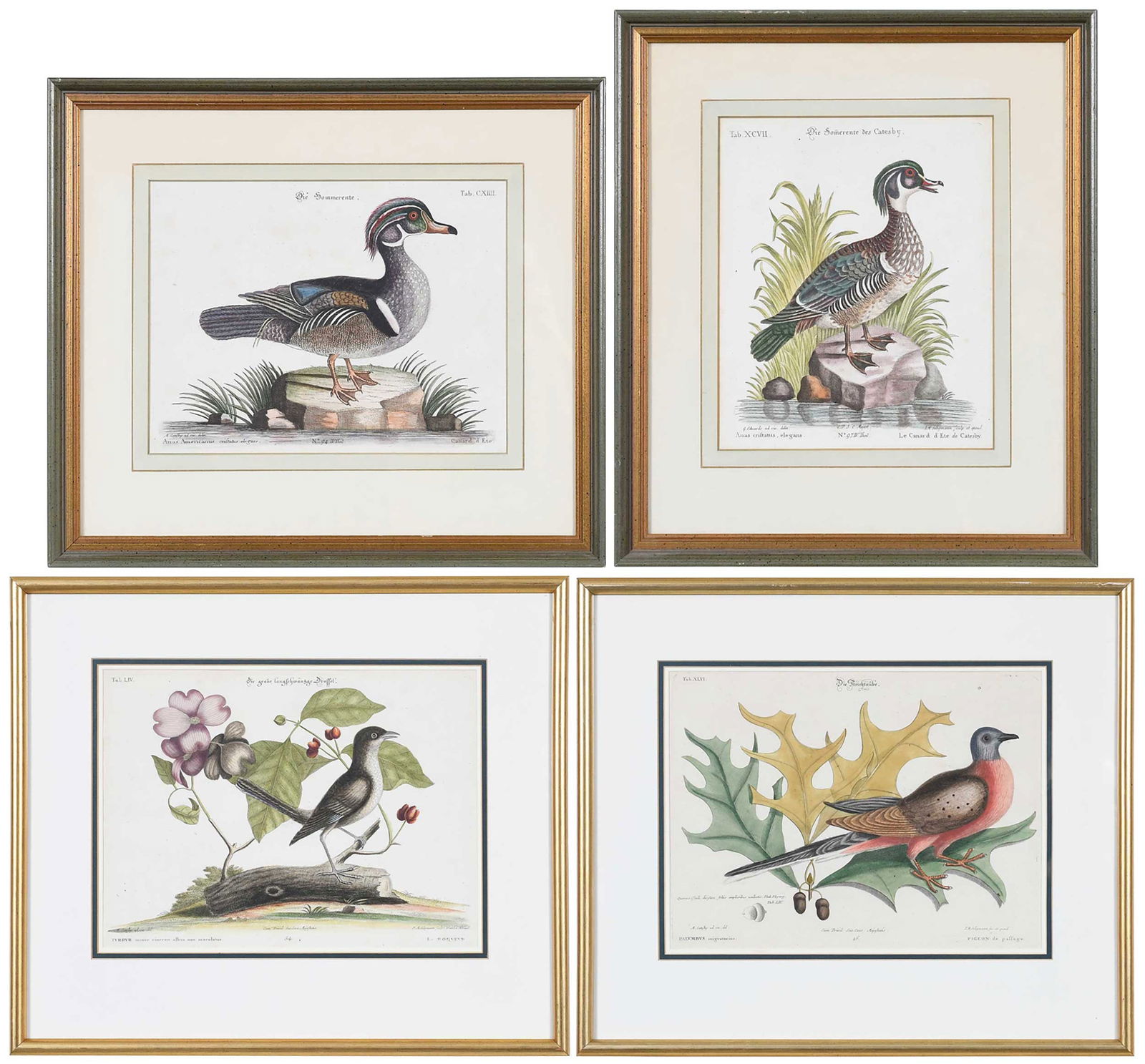 After Mark Catesby, Four Seligmann Edition Prints (1 of 9)