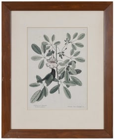 Mark Catesby, The Bahama Sparrow