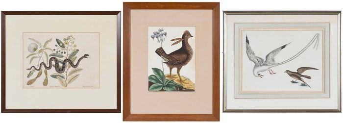 Three Mark Catesby Prints