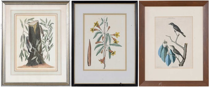 Two Mark Catesby Prints