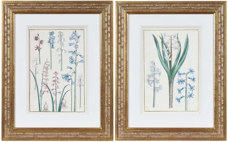 After Basilius Besler