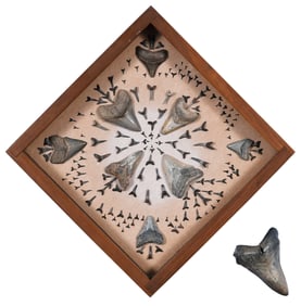 Assorted Shark Teeth in Frame, One Loose