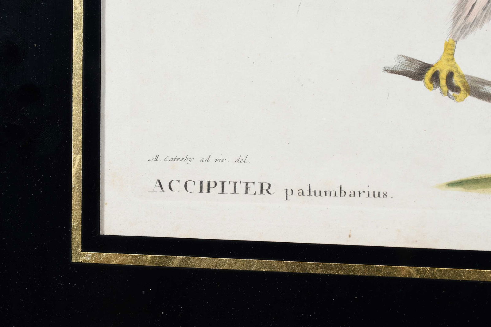 Two Engravings After Mark Catesby - 10