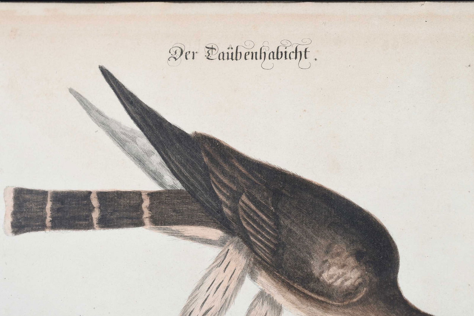 Two Engravings After Mark Catesby - 11