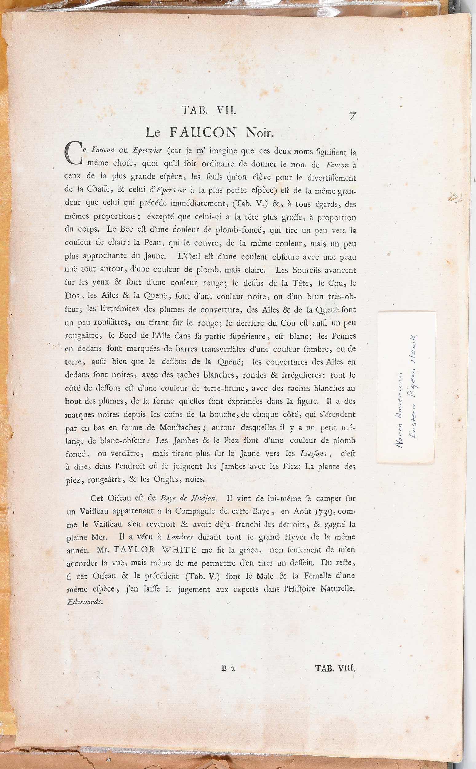 Two Engravings After Mark Catesby - 12