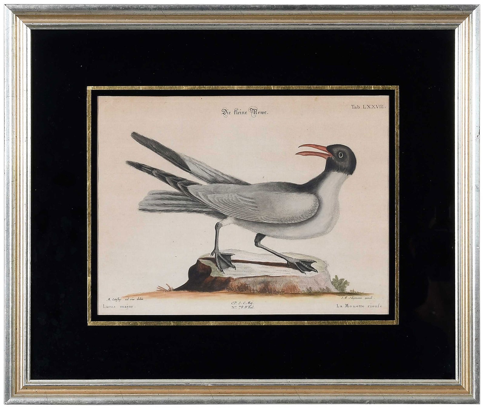 Two Engravings After Mark Catesby - 2