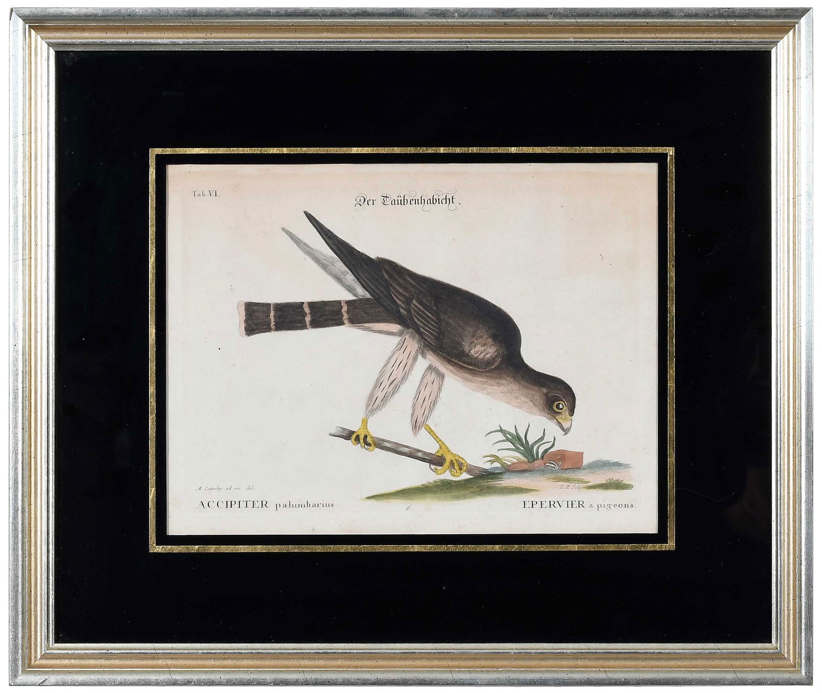 Two Engravings After Mark Catesby - 3