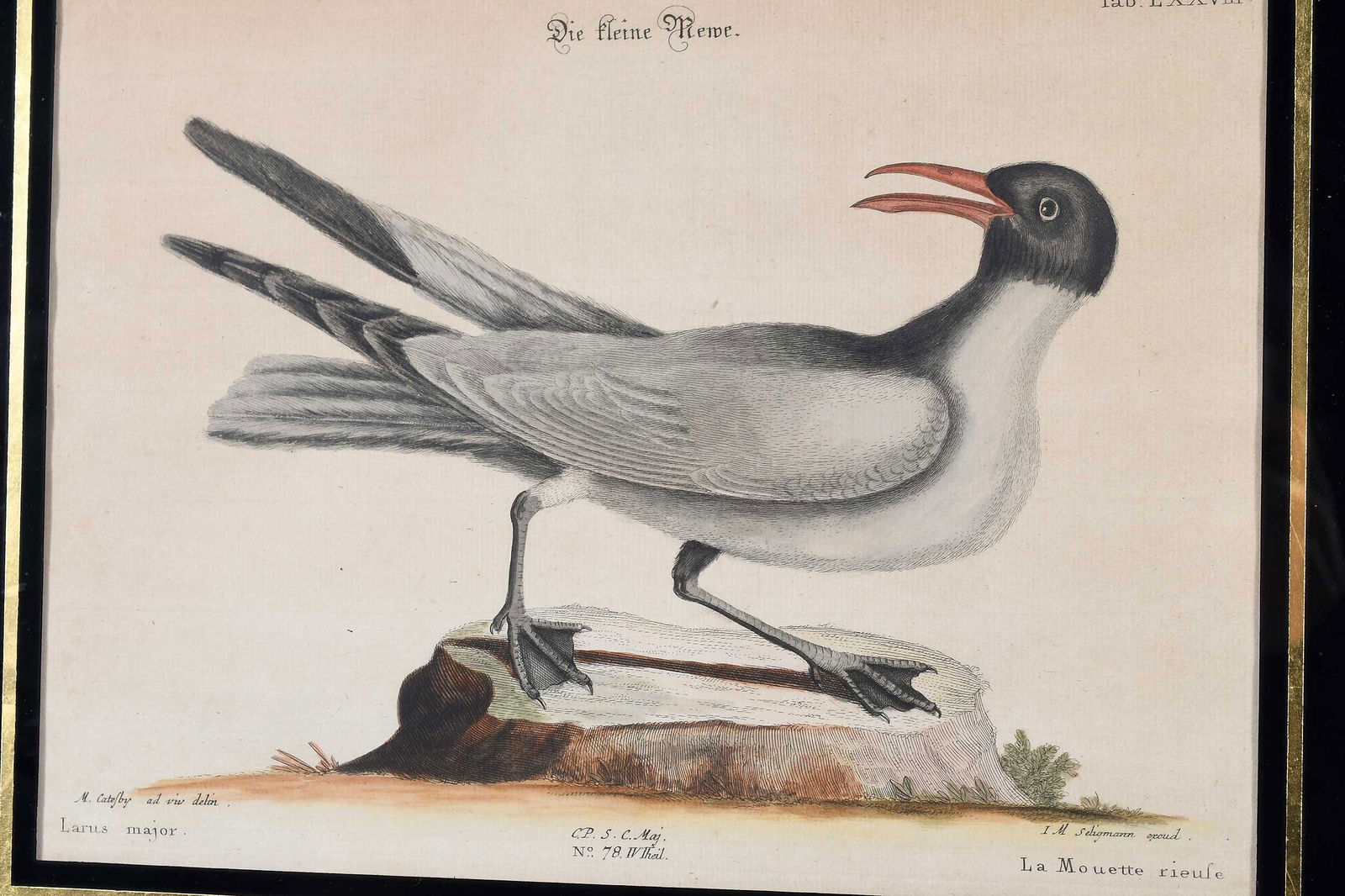 Two Engravings After Mark Catesby - 4