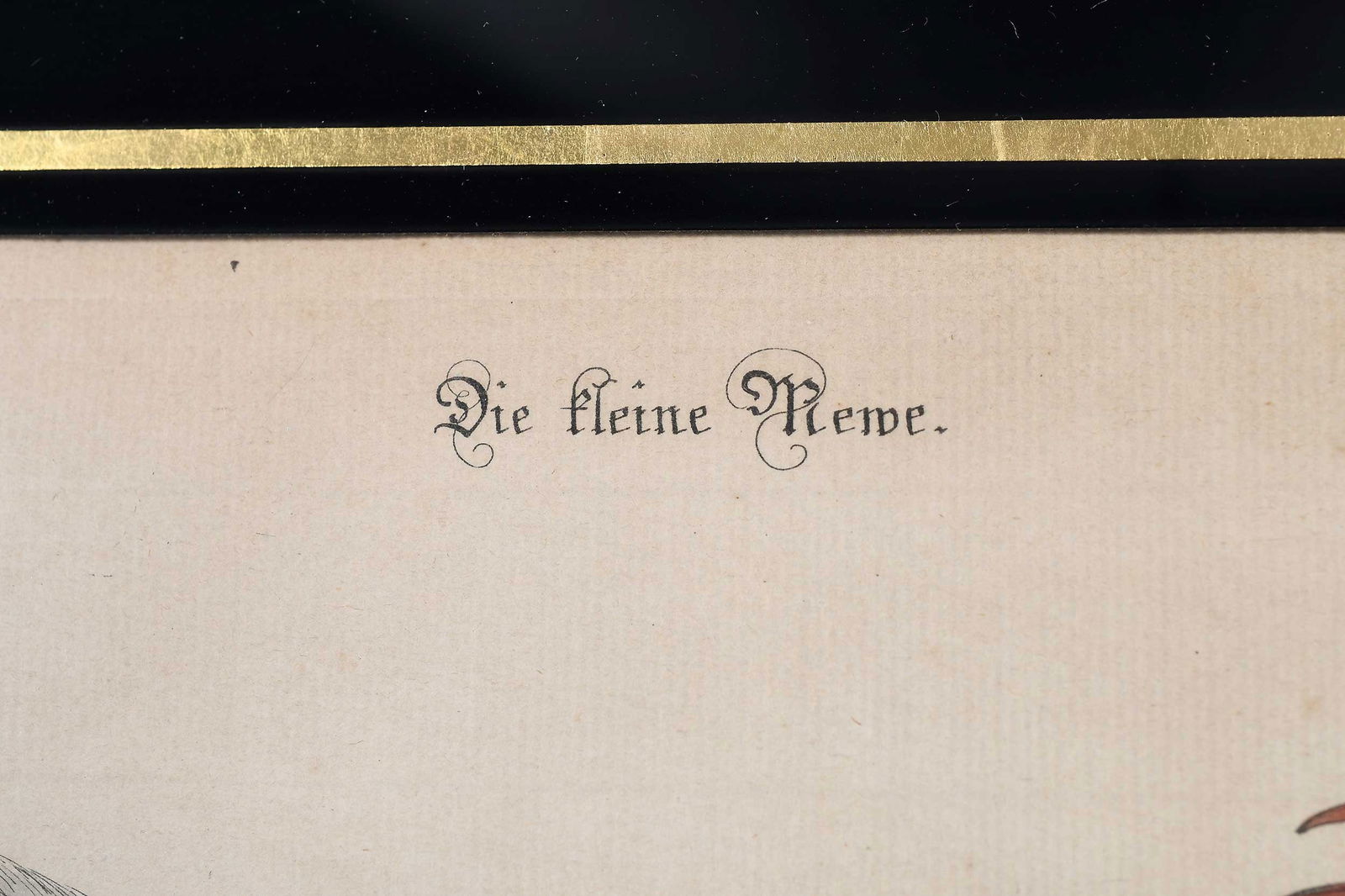 Two Engravings After Mark Catesby - 5