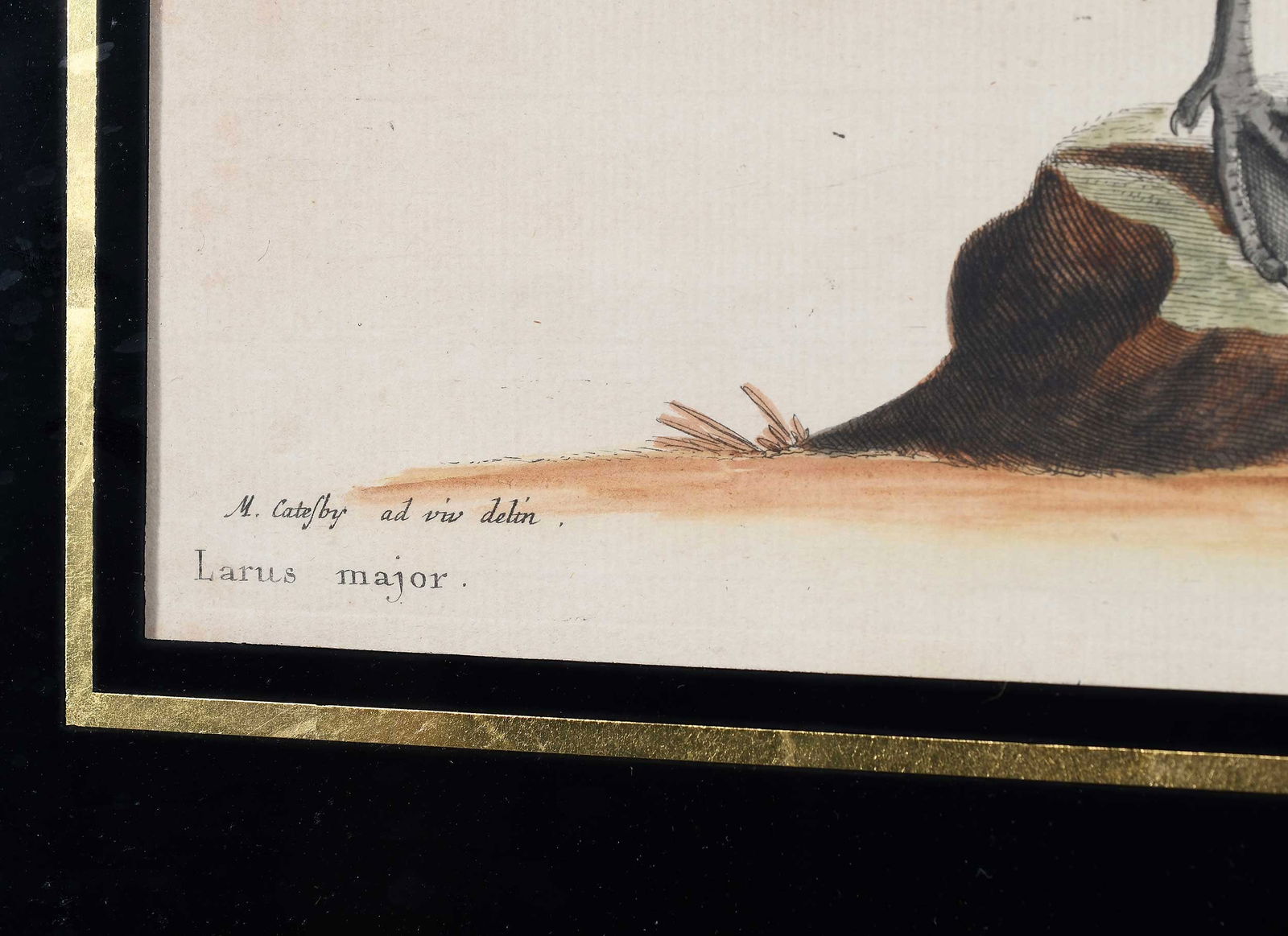 Two Engravings After Mark Catesby - 6